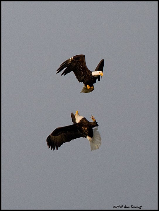 _0SB8302 american bald eagles.jpg